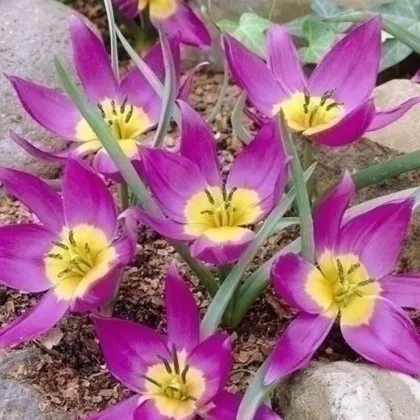Tulipán Eastern Star pulchella - Tulipa - predaj cibuľovín - 3 ks