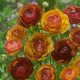 Iskerník plnokvetý Picotee café - Ranunculus asiaticus - predaj cibuľovín - 3 ks