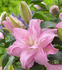 Ľalia plnokvetá Roselily Editha - Lilium - predaj cibuľovín - 1 ks
