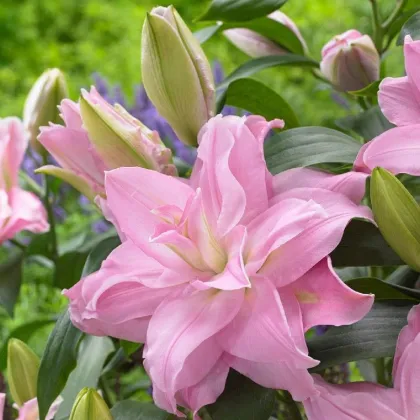 Ľalia plnokvetá Roselily Editha - Lilium - predaj cibuľovín - 1 ks
