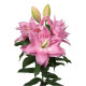 Ľalia plnokvetá Roselily Editha - Lilium - predaj cibuľovín - 1 ks