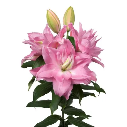 Ľalia plnokvetá Roselily Editha - Lilium - predaj cibuľovín - 1 ks