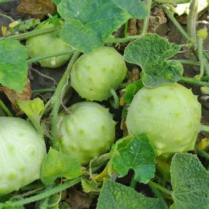 Kiwano Jelly Rund - Cucumis metuliferus - predaj semien - 8 ks