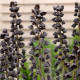 Korunkovka perzská Adiyaman - Fritillaria persica - predaj cibuľovín - 1 ks