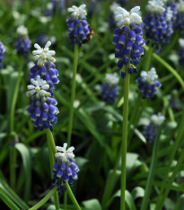 Modrica Touch of snow - Muscari armeniaca - predaj cibuľovín - 5 ks
