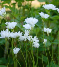 Okrasný cesnak Zebdanense - Allium - predaj cibuľovín - 3 ks