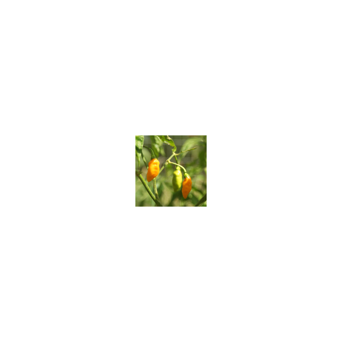 Chilli Aji Amarillo - Capsicum annuum - predaj semien - 7 ks