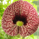 Podražec elegantný - Aristolochia - predaj semien - 5 ks