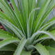 Puja - Puya mirabilis - semiačka - 20 ks