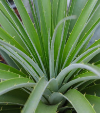 Puja - Puya mirabilis - semiačka - 20 ks