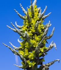 Puja Chilensis - Puya - semiačka - 20 ks