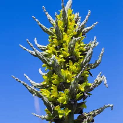 Puja Chilensis - Puya - semiačka - 20 ks