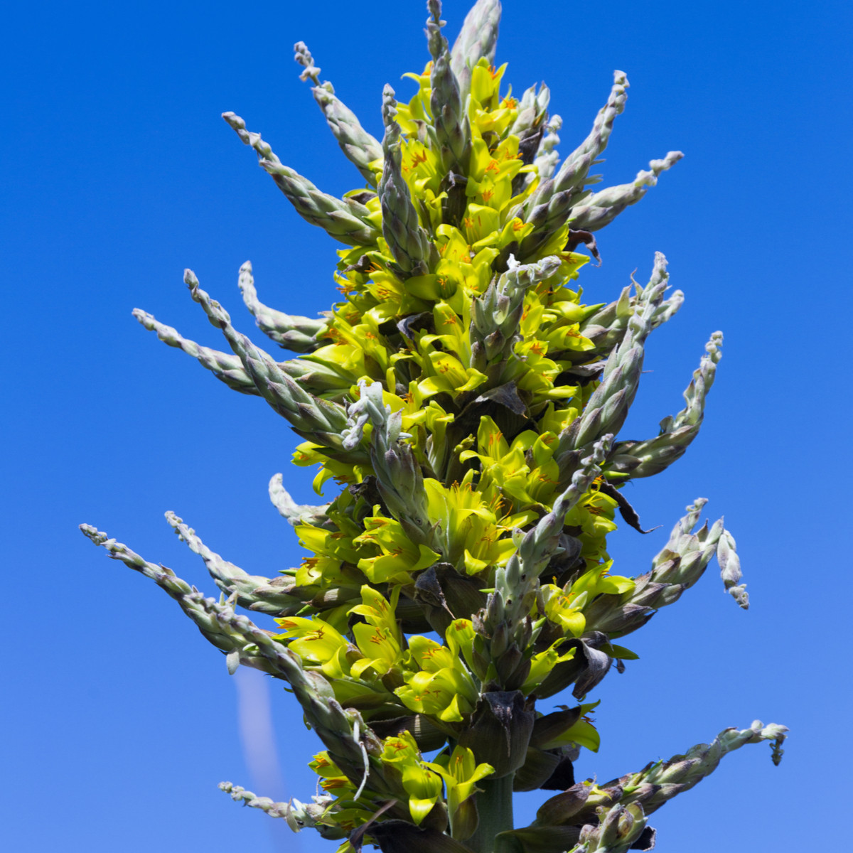 Puja Chilensis - Puya - semiačka - 20 ks