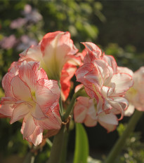 Zornica plnokvetá Aphrodite - Hippeastrum - predaj cibuľovín - 1 ks