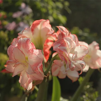 Zornica plnokvetá Aphrodite - Hippeastrum - predaj cibuľovín - 1 ks