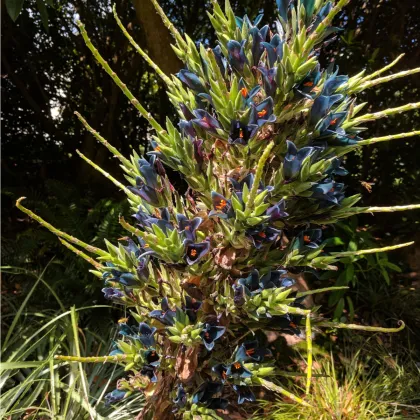 Puja Venusta - Puya - semiačka - 20 ks