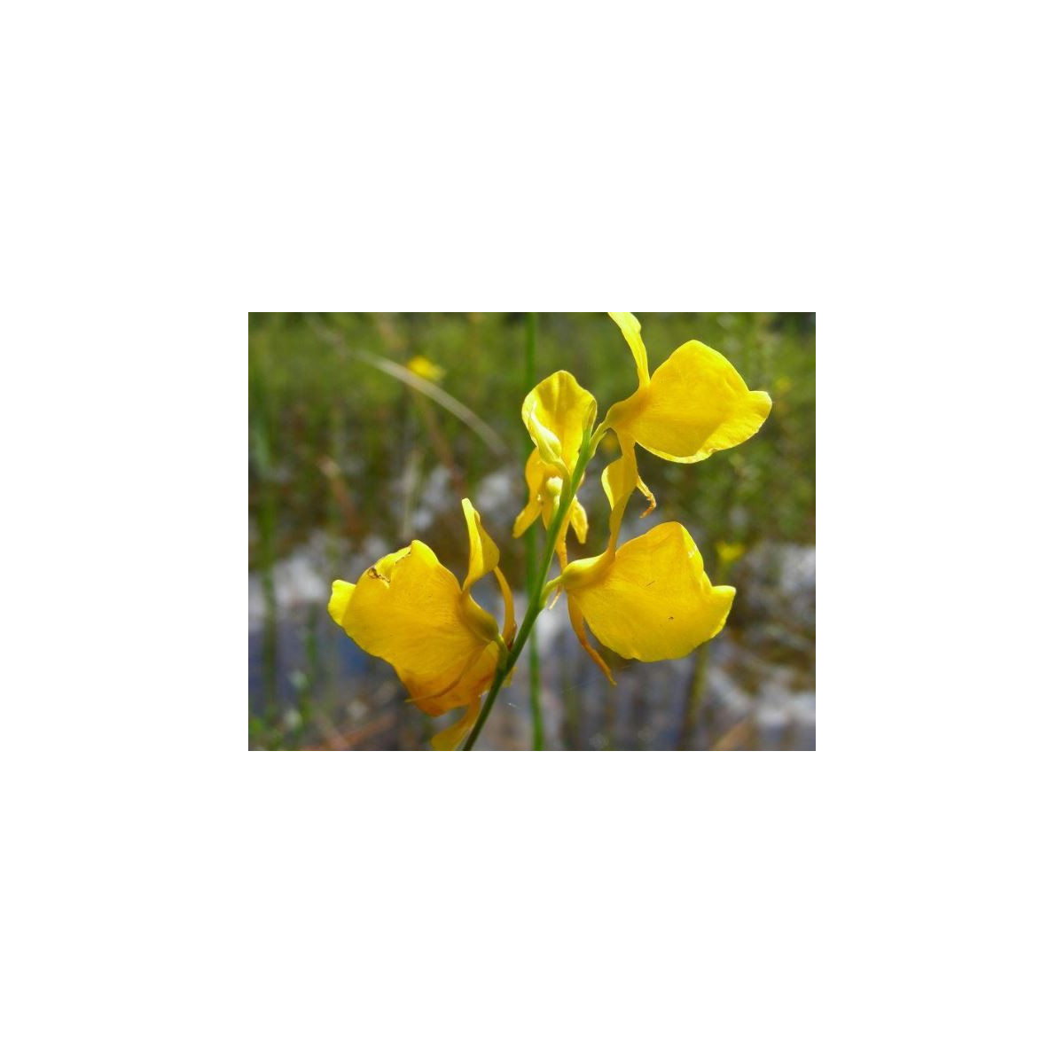 Bublinatka šidlovitá - Utricularia subulata - predaj semien - 15 ks