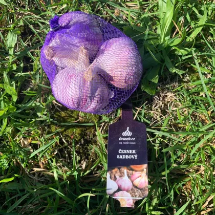 Sadbový cesnak Slavin II - Allium sativum - paličiak - 1 balenie