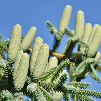 Jedľa španielska - Abies pinsapo - predaj semien - 7 ks