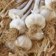 Sadbový Cesnak Messidrome biely - Allium sativum - nepaličiak - predaj cibulí cesnaku - 1 balenie