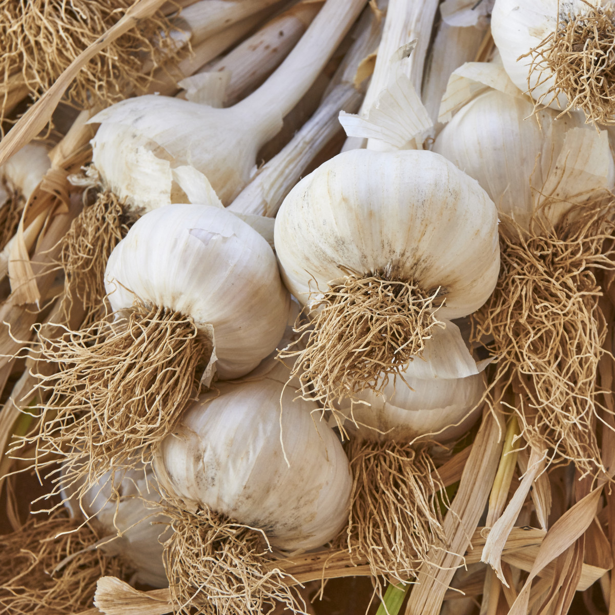 Sadbový Cesnak Messidrome biely - Allium sativum - nepaličiak - predaj cibulí cesnaku - 1 balenie