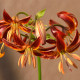 Ľalia Martagon Arabian Knight - Lilium Martagon - predaj cibuľovín - 1 ks