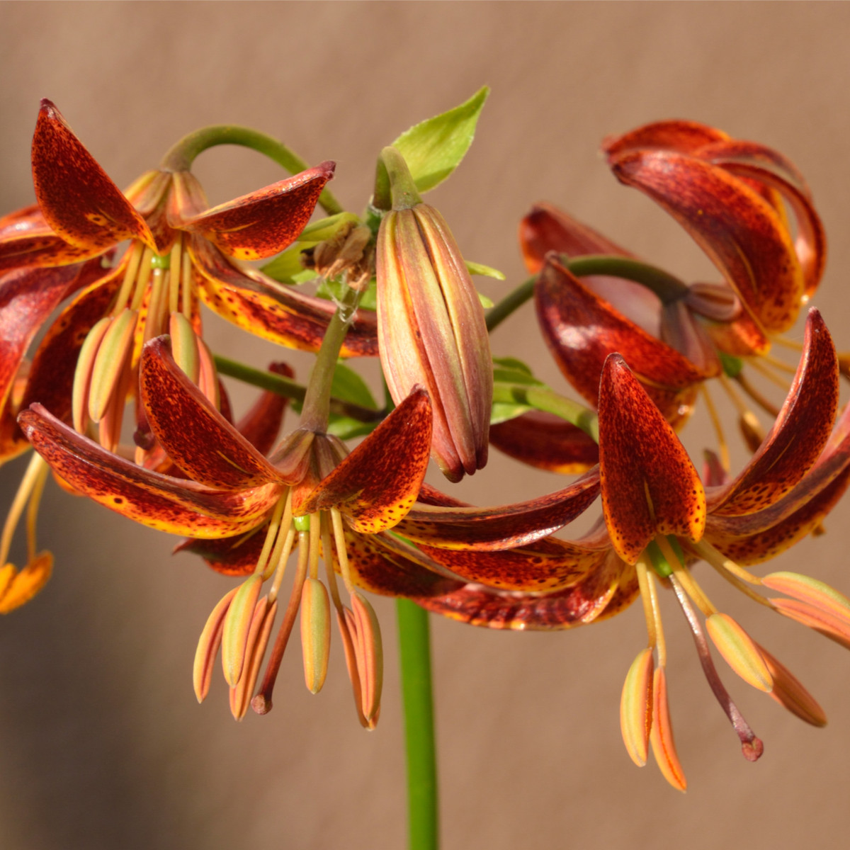 Ľalia Martagon Arabian Knight - Lilium Martagon - predaj cibuľovín - 1 ks