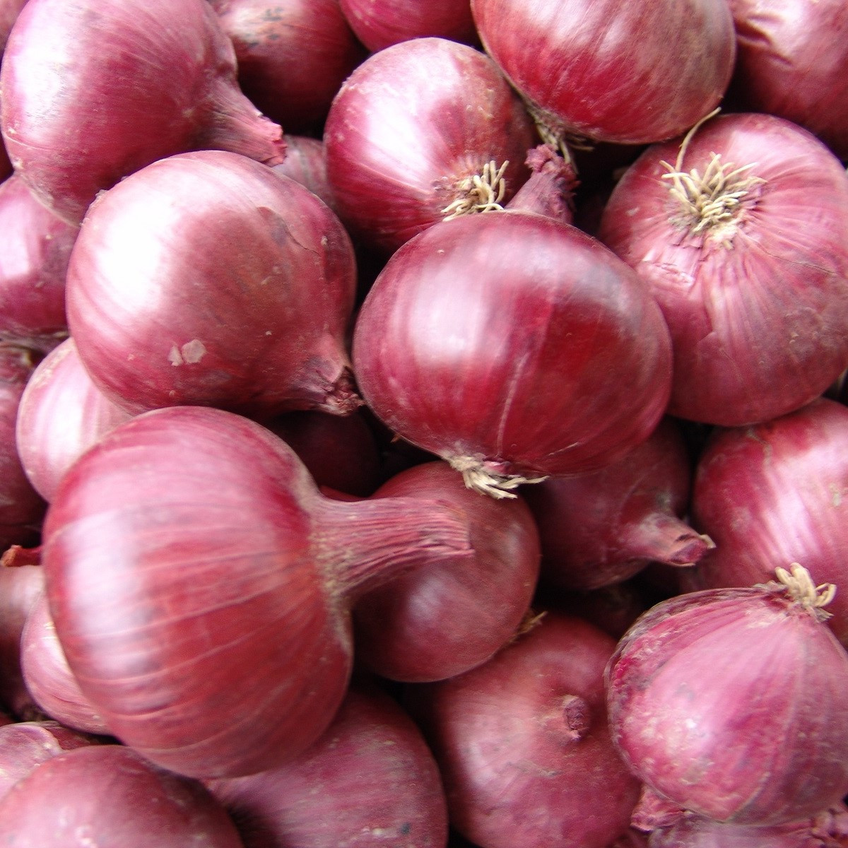 Cibuľa jarná červená Karmen - Allium cepa - 200 ks