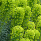 Prýštec stredomorský - Euphorbia characias - predaj semien - 18 ks