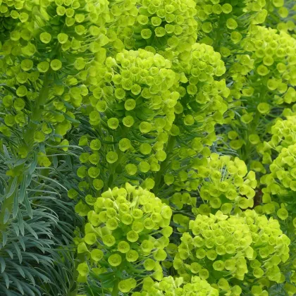 Prýštec stredomorský - Euphorbia characias - predaj semien - 18 ks