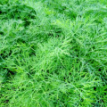 Kôpor voňavý Oliver - Anethum graveolens - predaj semien - 500 ks