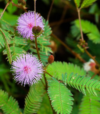 Mimóza - Mimosa pudica - semiačka - 10 ks