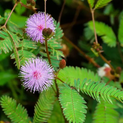 Mimóza - Mimosa pudica - semiačka - 10 ks
