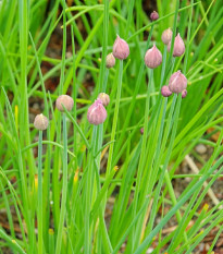 Bio Pažítka pobrežná Polyvert - Allium schoenoprasum L.- predaj bio semien - 200 ks