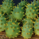 Okrasná uhorka - Cucumis species - predaj semienok - 6 ks