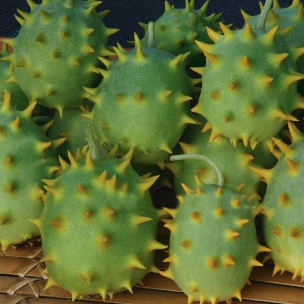 Okrasná uhorka - Cucumis species - predaj semienok - 6 ks
