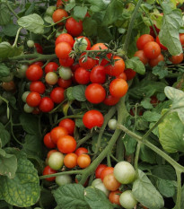 Paradajka Bajaja - Kríčková balkónová - Solanum lycopersicum - Semená rajčiaka - 12 ks