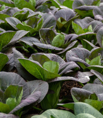 Pak Choi Baraku F1 - Brassica rapa chinensis - predaj semien - 150 ks
