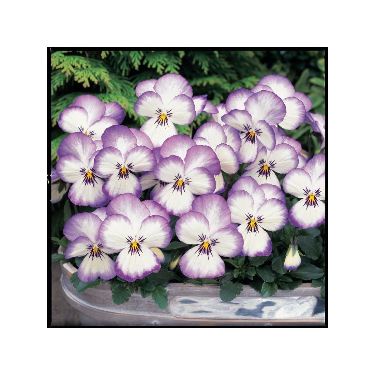 Fialka rohatá Sorbet xp Rose - Viola cornuta - predaj semien - 20 ks