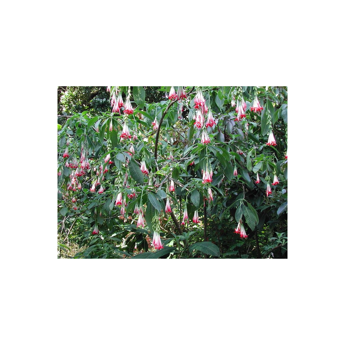 Fuchsia bolívijská biela - Fuchsia boliviana - semiačka - 10 ks