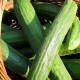 BIO uhorka šalátová Persika - Cucumis sativus - predaj bio semien - 10 ks