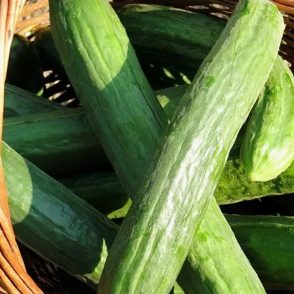 BIO uhorka šalátová Persika - Cucumis sativus - predaj bio semien - 10 ks