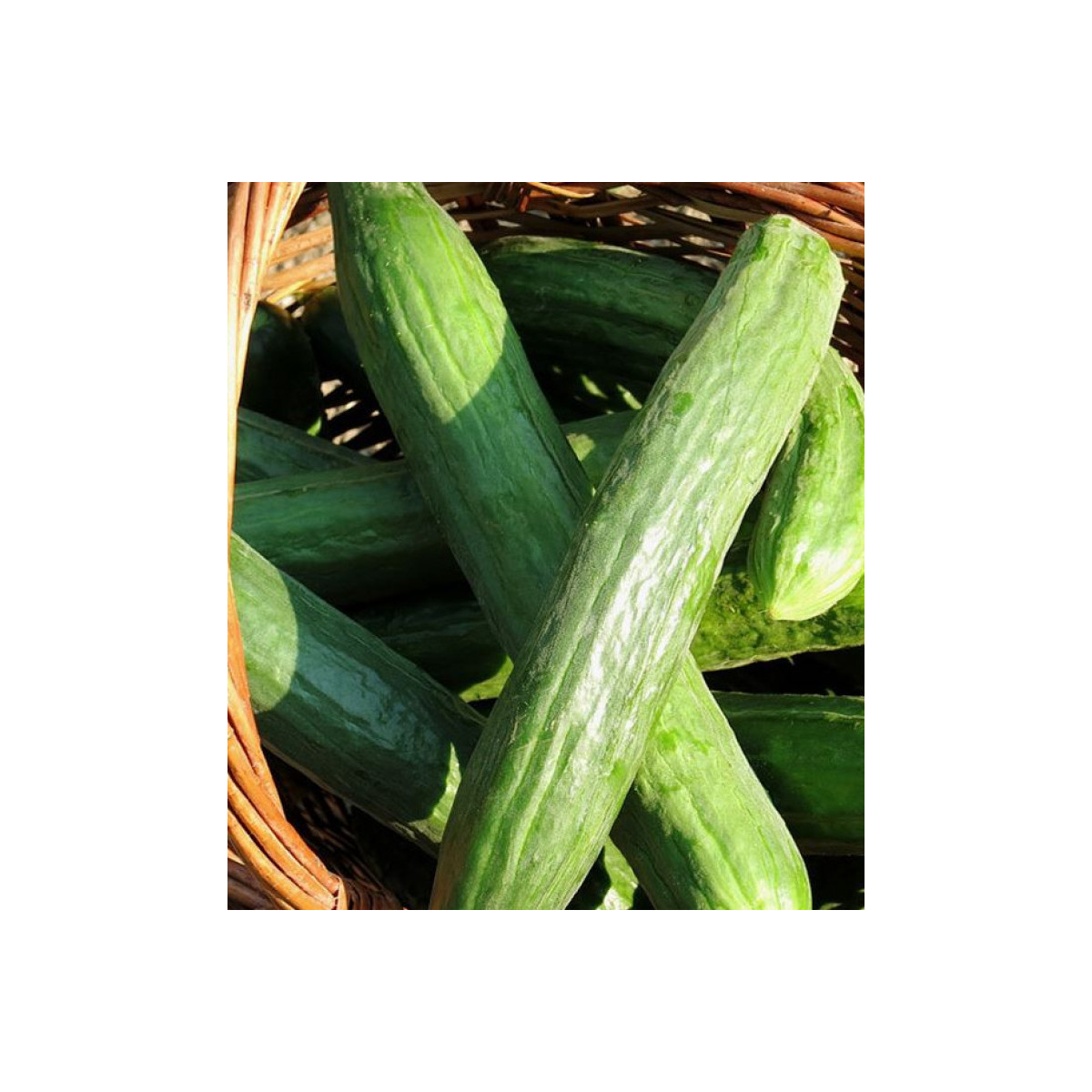 BIO uhorka šalátová Persika - Cucumis sativus - predaj bio semien - 10 ks