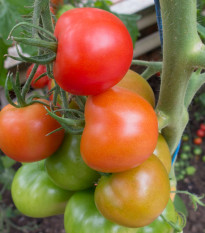 Paradajka Ailsa Craig – Solanum lycopersicum – predaj semien paradajok