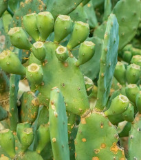 Opuncia poliehavá - Opuntia humifusa - predaj semien - 7 ks