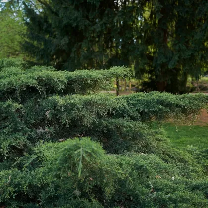 Borievka virginská - Juniperus virginiana - predaj semien - 15 ks