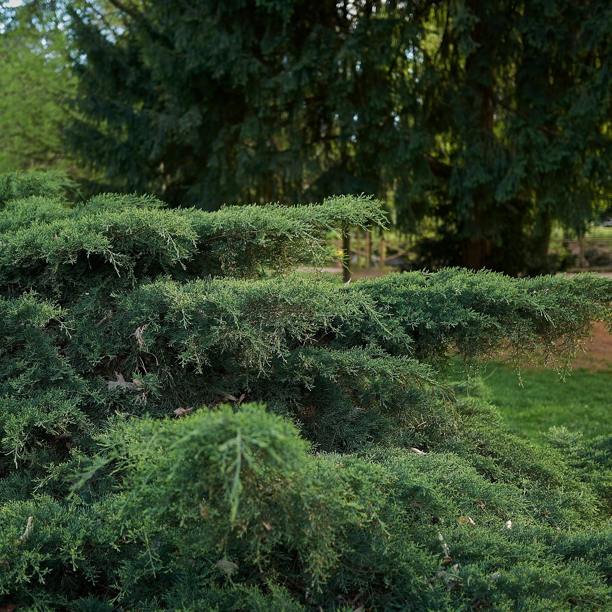 Borievka virginská - Juniperus virginiana - predaj semien - 15 ks