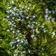 Borievka virginská - Juniperus virginiana - predaj semien - 15 ks