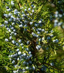 Borievka virginská - Juniperus virginiana - predaj semien - 15 ks