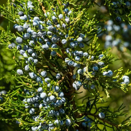 Borievka virginská - Juniperus virginiana - predaj semien - 15 ks